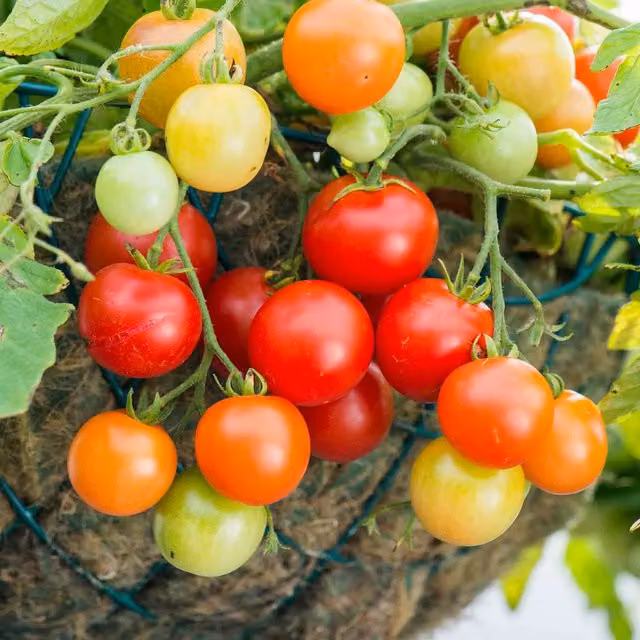 Marshalls Garden Red Beefsteak Steak Tomato Vegetable Seeds, 10 Seeds