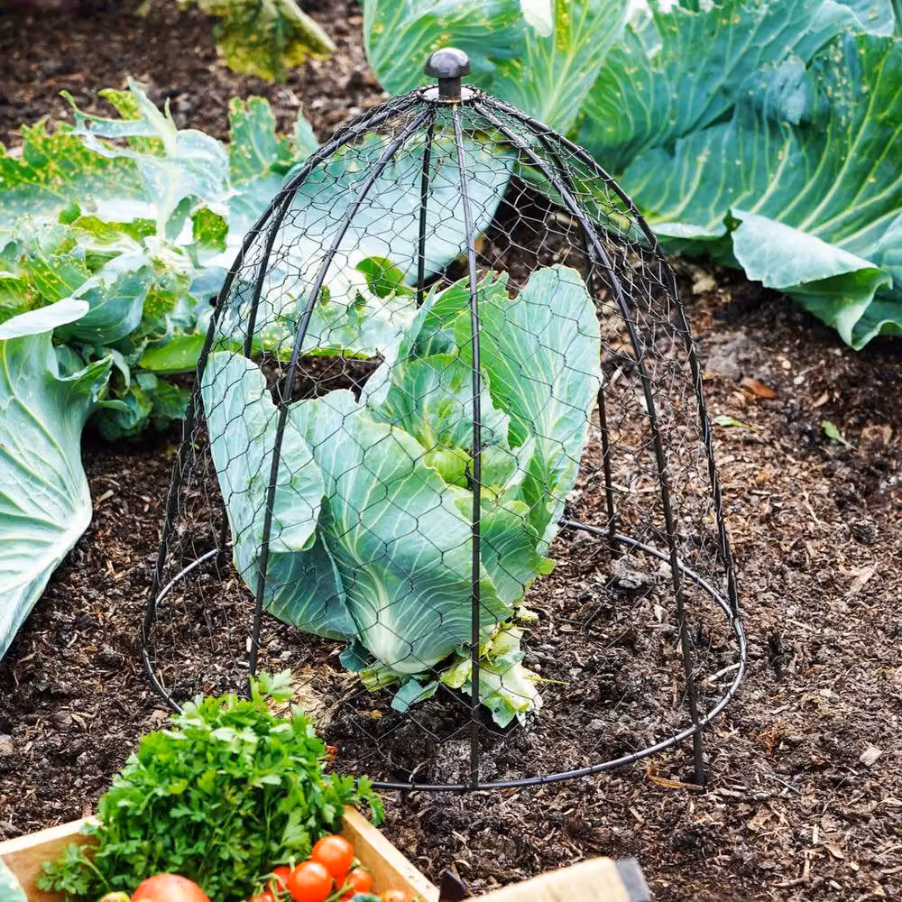 Lemon Pavilion Outdoor Wire Netted Plant Protector in Dark Grey Mild Steel, W/D/H: 47 x 47 x 55 cm – 2