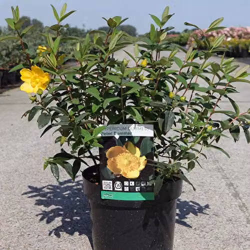 Thompson and Morgan Hypericum dummeri Peter Dummer St. John's Wort Hardy Ornamental Shrub, 2 x 9cm Pots – 2