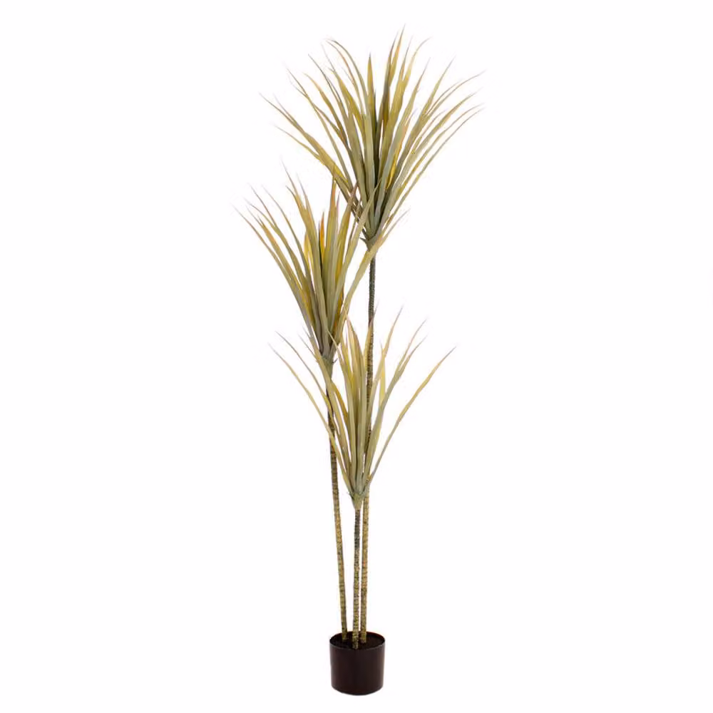 Scottish Everlastings Ltd 160cm Green Yucca Tree with Black Pot – 2
