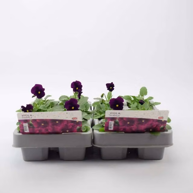 Plants by Post Viola Bedding Plants, Deep Purple, 12 Pack