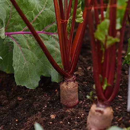 Thompson and Morgan Beetroot Alto F1 Hybrid Red Vegetable Seeds, 250 Seeds – 4