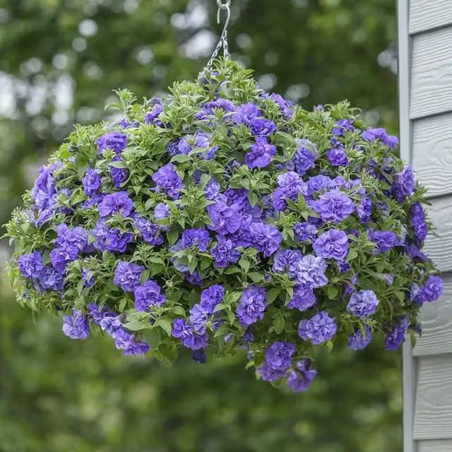 Plant Theory Set of 3 Tumbelina Compact Sophia Blue and Purple Petunia Bedding Plants in 9cm Pots