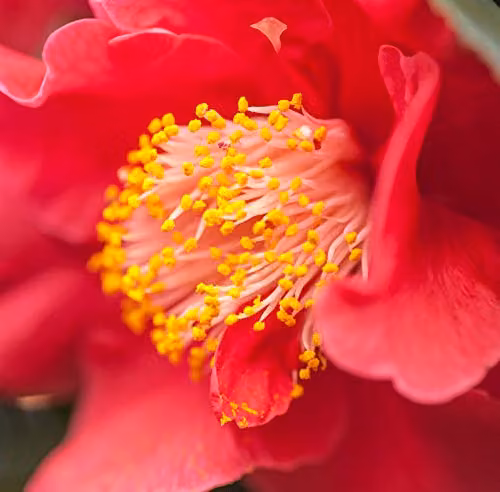 Thompson & Morgan Camellia jap. Dr. King Red Hardy Ornamental Shrub, 9cm Pot – 2