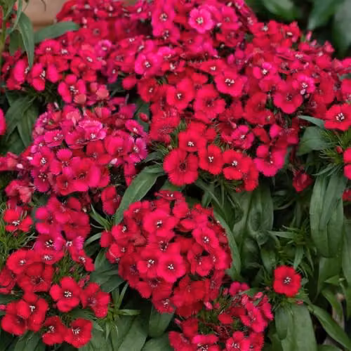 Plant Theory 3 x Dianthus Sweet William Dart Pink Magician Bedding Plants in 9cm Pots