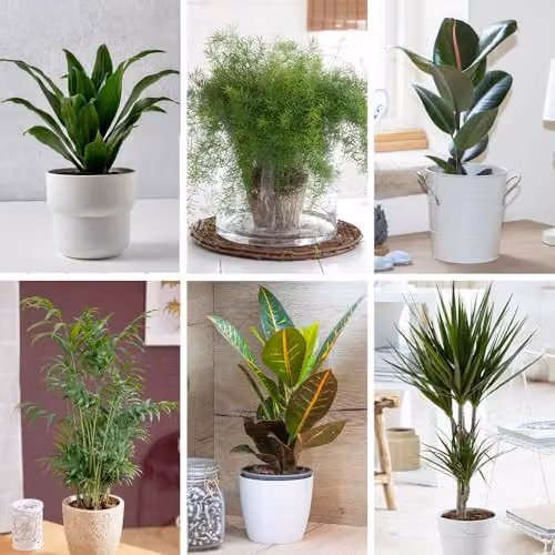YouGarden Houseplant Collection of Six Evergreen Indoor Plants in 12cm Pots