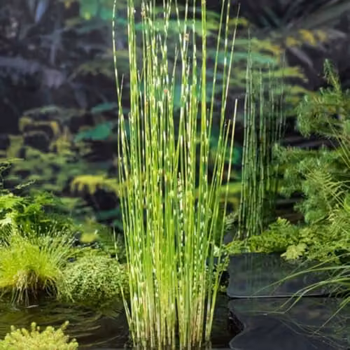 Thompson & Morgan Scirpus tabernaemontani Zebrinus Striped Marginal Aquatic Plants, 2 x 9cm Pots