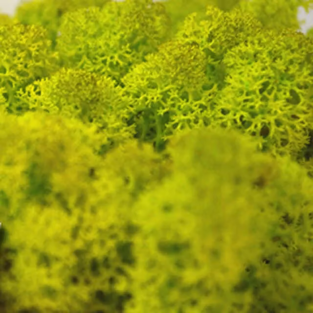 Natural Crafts Coloured Reindeer Moss in Spring Green
