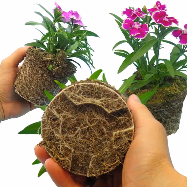 Plants by Post Dianthus Festival Growers Selection Fragrant Perennial Mix in Red and Pink