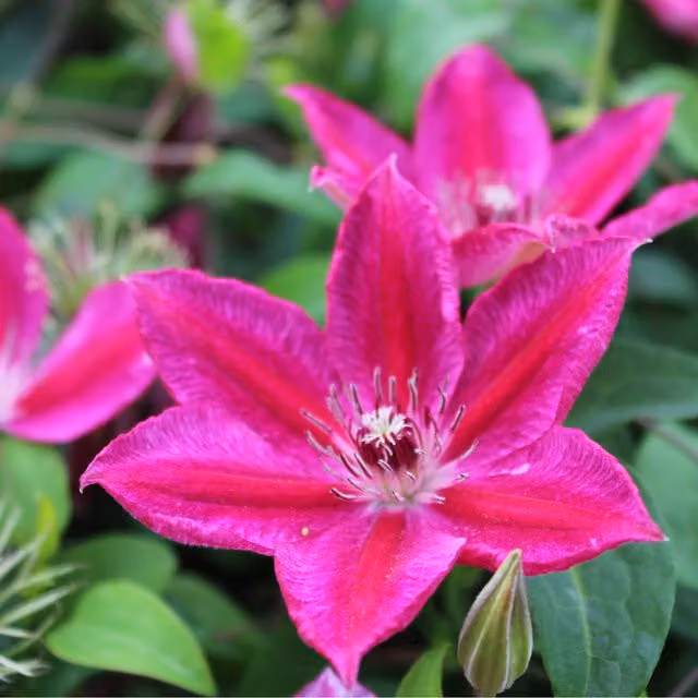 Plants By Post Clematis Ruby Wedding Outdoor Perennial Climber Plant in Red and Pink
