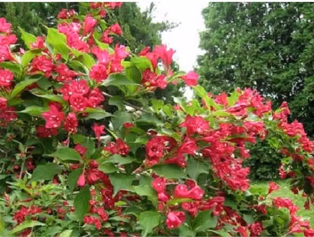 Direct Plants Weigela Red Prince Ornamental Garden Shrubs, Pack of 3, Pink and Red
