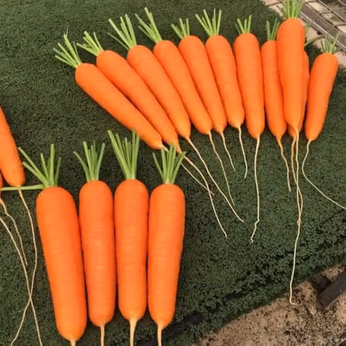Thompson and Morgan Carrot Octavo F1 Nantes Type Sweet Orange Vegetable Seeds