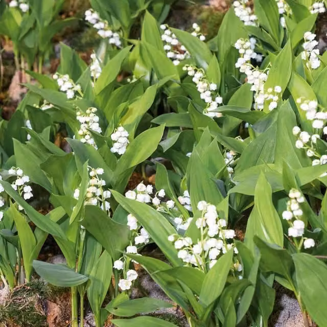 Marshalls White Lily of the Valley Perennial Ground Cover, Pack of 3