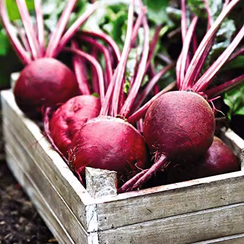 Thompson and Morgan Rubidus Globe Beetroot Seeds, 200 Seeds