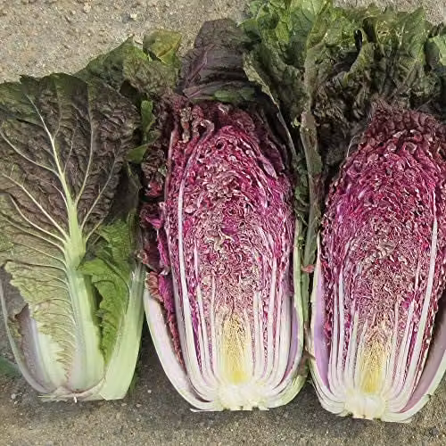Thompson and Morgan Chinese Cabbage Scarvita Seeds, 15 Seeds per Packet