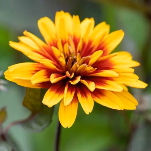 You Garden Heliopsis Funky Spinner Three Established Perennial Plants in 9cm Pots