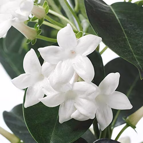 Thompson and Morgan Stephanotis Floribunda Fragrant White Star Shaped Climbing Plant in a 11cm Pot – 2