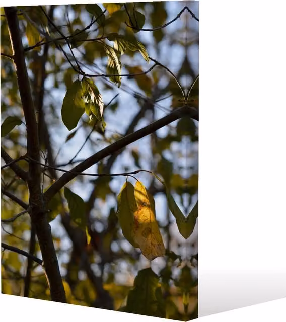 Benjamin Tate Design LTD Leaves and Branches Botanical Canvas Print, Green, W: 91 cm, H: 61 cm