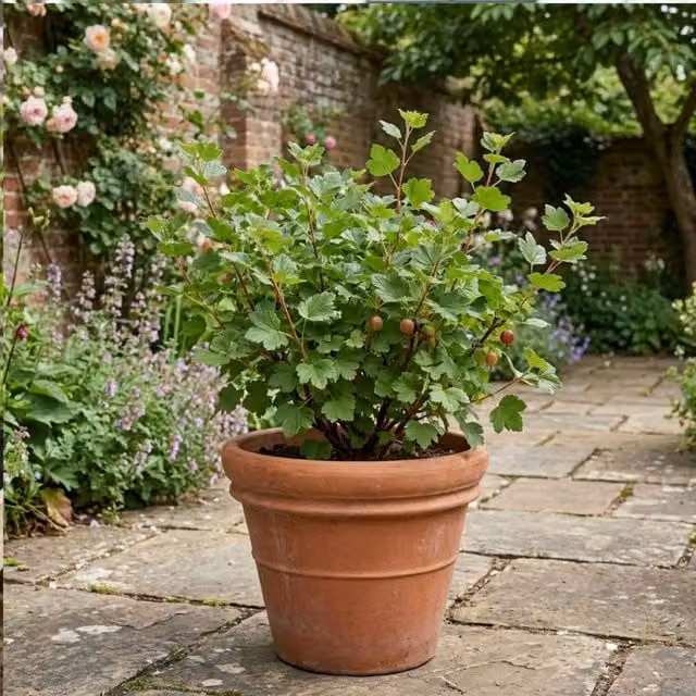 Plants By Post Gooseberry Red Fruit Potted Shrub, 5L