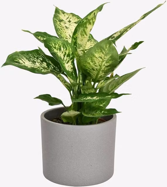 All Occasions Diefenbachia Green Indoor Houseplant with Foliage