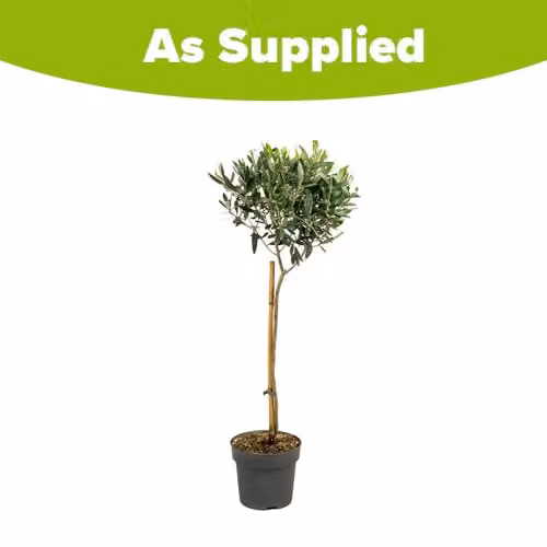 YouGarden Hardy Ornamental Olive Tree Standard, Green, Height: 80-90 cm – 5