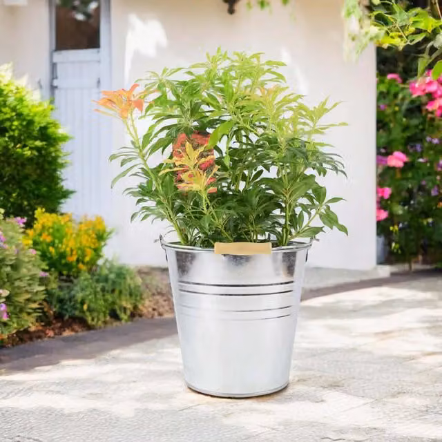 Plants by Post Pieris Forest Flame Ornamental Shrub, Red, Pink, White and Green, 5L Pot
