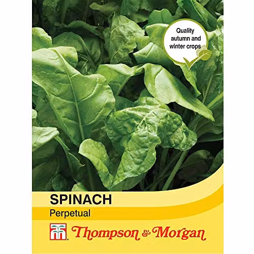 Thompson and Morgan Hardy Spinach Biennial Vegetable Seeds, Green – 2