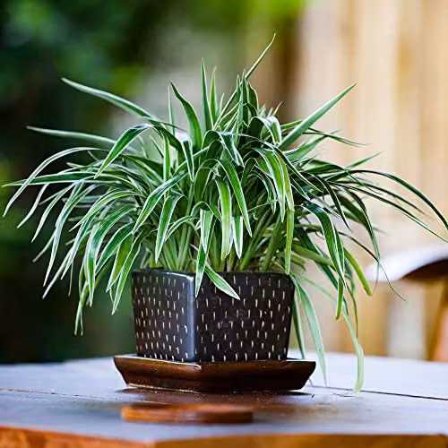 Thompson and Morgan Chlorophytum Comosum Variegatum Spider Plant, Easy to Grow Variegated Green and White Perennial House Plant in 12cm Pot – 4