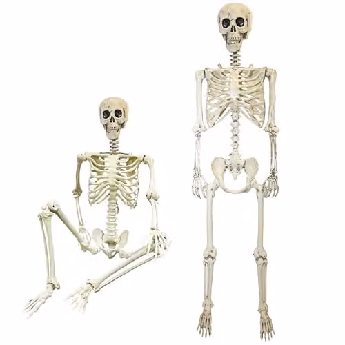 Shatchi Life Size Poseable Human Skeleton Halloween Decoration, White, Height: 165 cm