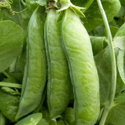 Thompson & Morgan Pea Telephone Heirloom Maincrop Climbing Variety Vegetable Seeds – 2