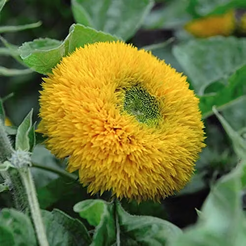 Thompson and Morgan Teddy Bear Sunflower Seeds, Yellow, 40 Seeds