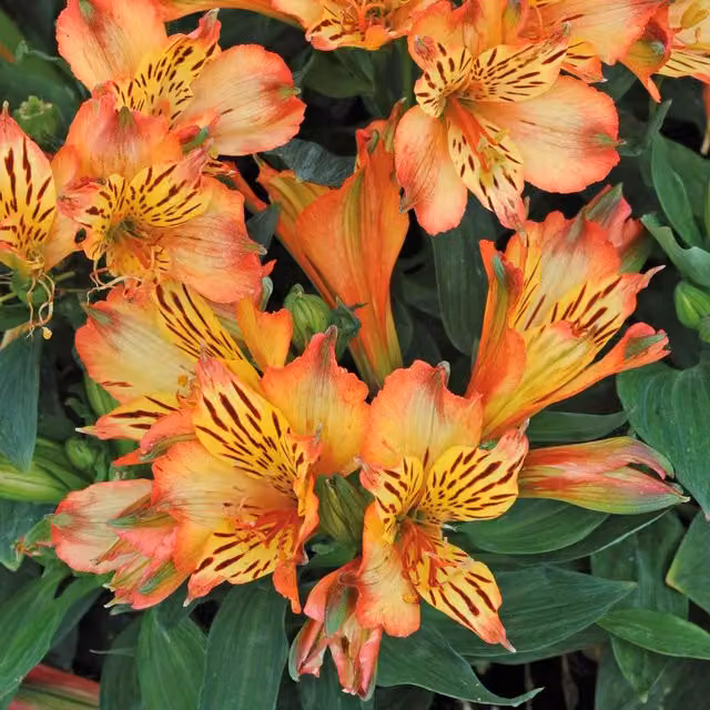 Marshalls Garden Alstroemeria Inticancha Bryce Hardy Perennial with Orange and Red Flowers