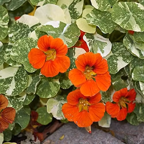 Thompson and Morgan Nasturtium majus Orange Troika Indian Cress Seeds with Orange Blooms and Marbled Foliage, 1 Packet (Approx. 30 Seeds)