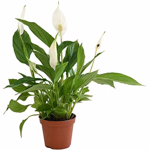 Thompson and Morgan Spathiphyllum Peace Lily Flowering Indoor Perennial House Plant, 1 x 9cm Pot – 2