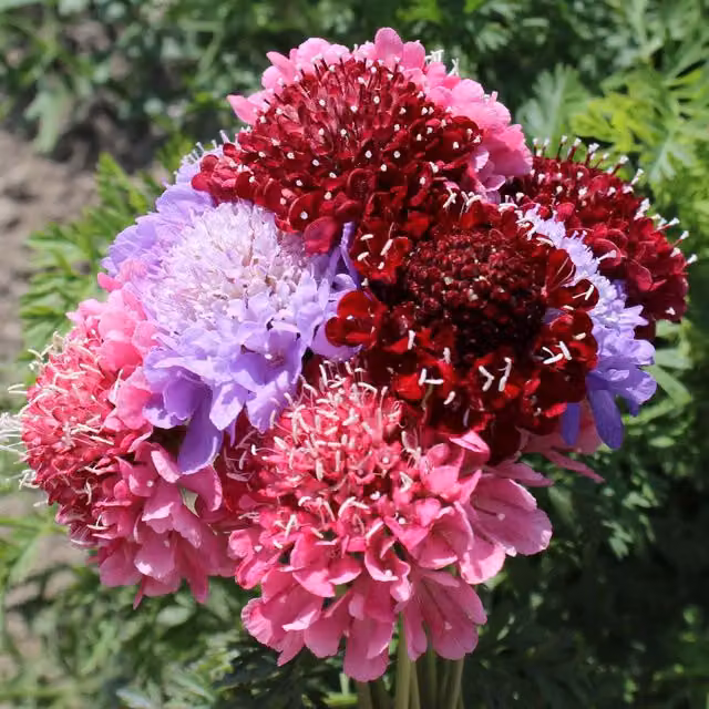 Unwins Scabiosa Cherry Berry Mix Ornamental Flower Seeds, Multicolour