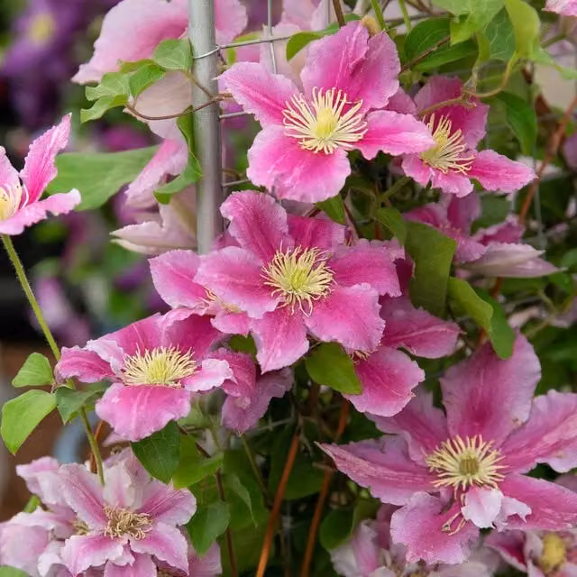 Marshalls Garden Clematis Pilu Pink Hardy Climber Plant