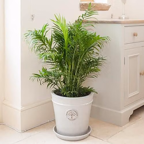 YouGarden Green Areca Palm House Plant in a 20cm Pot, Height: 90cm