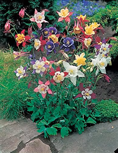 Johnsons Aquilegia McKana Giant Mixed Multicolour Flower Seeds – 3