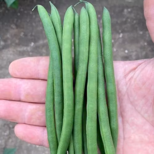 Thompson & Morgan Dwarf French Bean Quartz Seeds, 120 Seeds per Packet