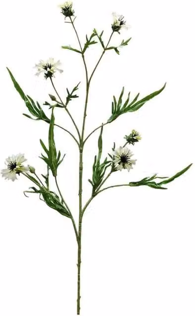 KDMD Botanica Cream Cornflower Spray in White, 2 Pack, Height: 92 cm