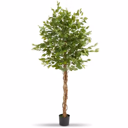 tectake Artificial Ficus Tree with Real Wood Trunk and Green Leaves, Height: 180 cm