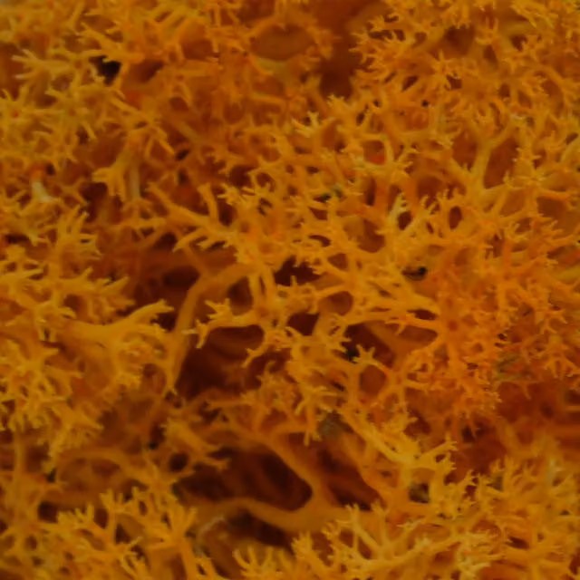 Natural Crafts Coloured Reindeer Moss - Orange