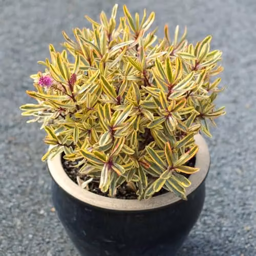 Thompson & Morgan Hebe Jewel of the Nile Evergreen Ornamental Shrub with Pink Flowers, 2 Litre Pot