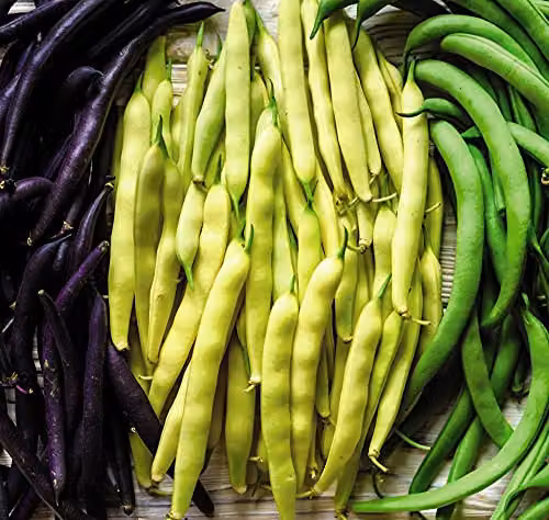 Thompson and Morgan Dwarf French Bean Colour Mix Vegetable Seeds – 2