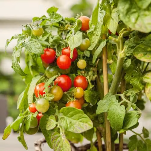 Thompson & Morgan Mr. Men Little Miss Tomato Veranda Red F1 Vegetable Seeds, 1 Packet (6 Seeds) – 2