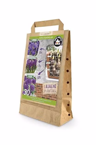 GreenBrokers Purple Lasagne Mix of 30 Spring Flower Bulbs including Crocus, Hyacinthus Woodstock and Allium Purple Sensation