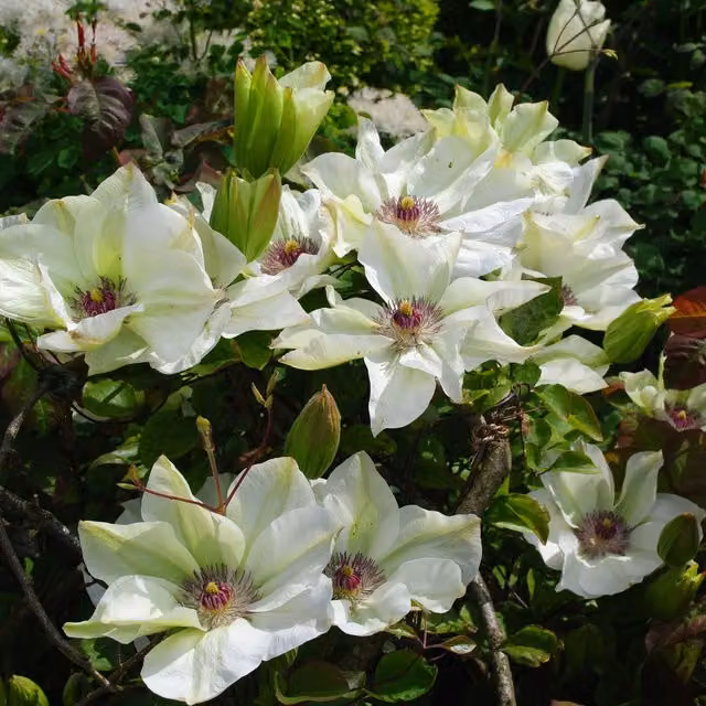 Plants By Post Clematis Miss Bateman Climber, Pink and White
