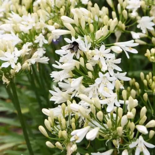 Thompson and Morgan Agapanthus Ever White Perennial, 2.5 Litre – 3