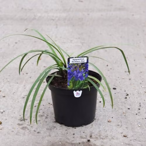 Thompson & Morgan Agapanthus Northern Star Blue Perennial Potted Plants, 4 x 2 Litre – 3