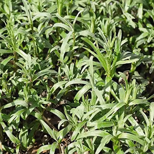 Thompson & Morgan Russian Tarragon Artemisia Dracunculus Hardy Perennial Herb Seeds, 350 Seeds